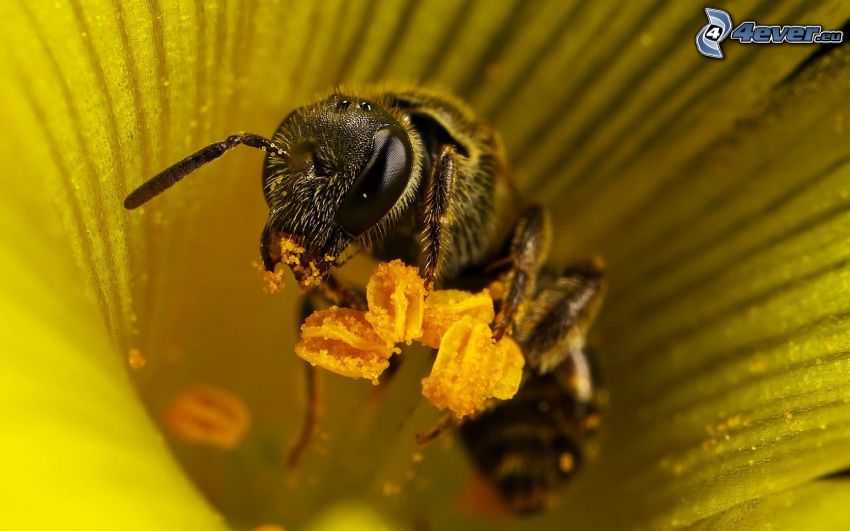 abeille, fleur jaune