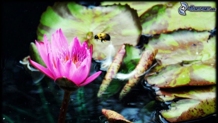 abeille, fleur rose, nénuphars