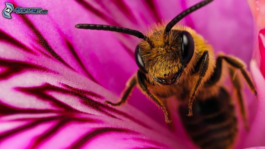 abeille, fleur violette, macro