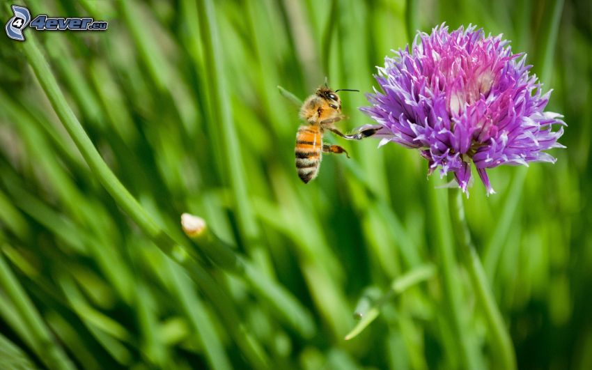 abeille, fleur violette