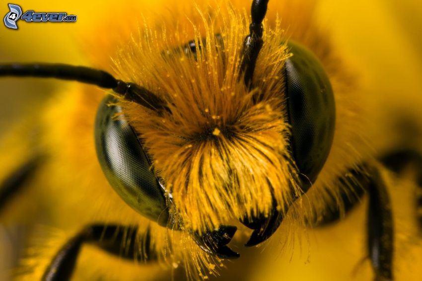 abeille, macro