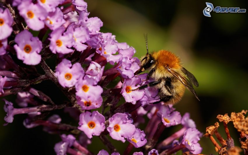 abeille sur des fleurs, fleurs violettes