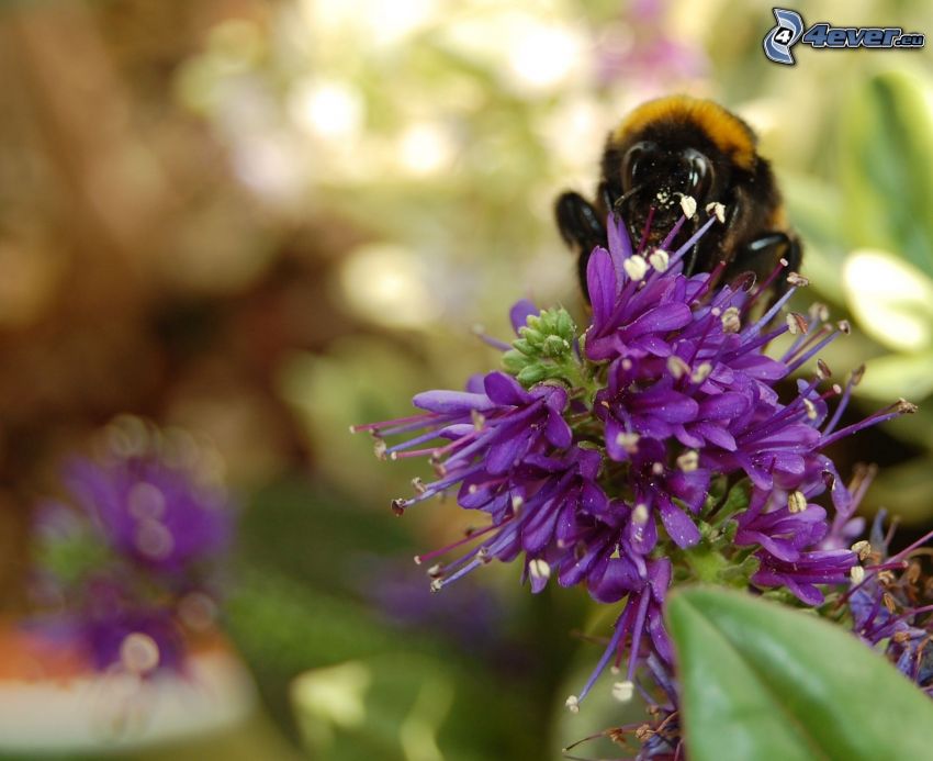 abeille sur des fleurs