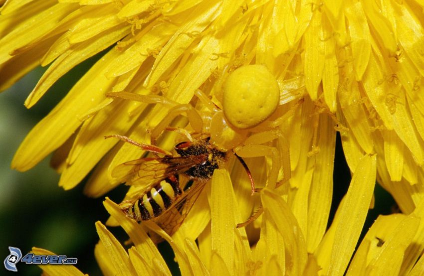 abeille sur une fleur, araignée, pissenlit