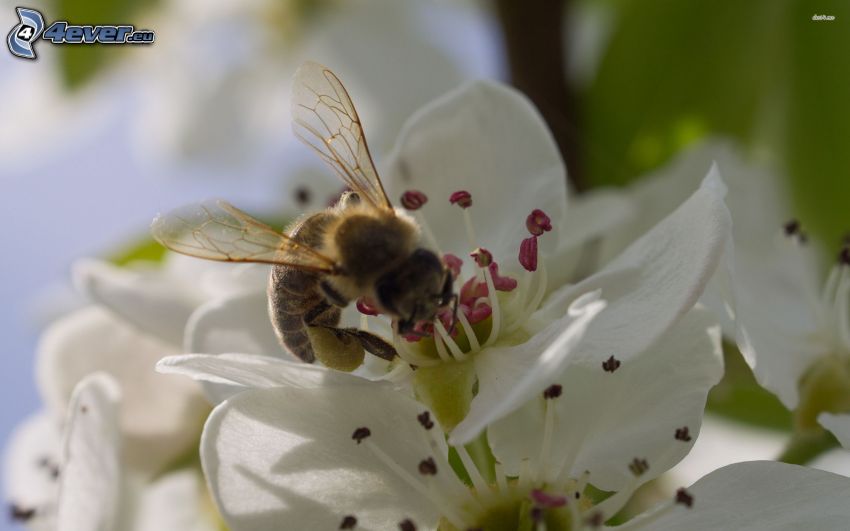 abeille sur une fleur, fleur blanche, macro