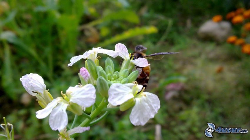 abeille sur une fleur, fleur blanche
