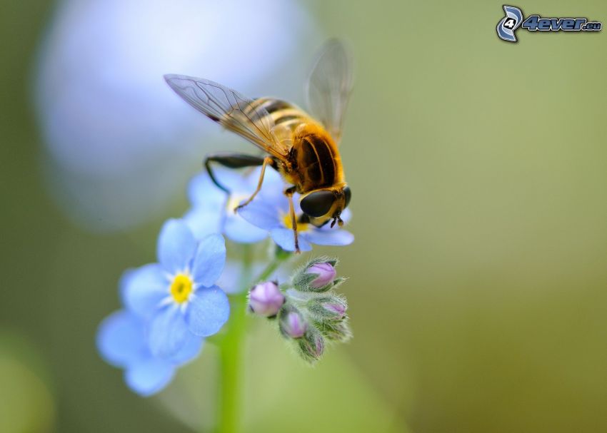 abeille sur une fleur, fleur bleue