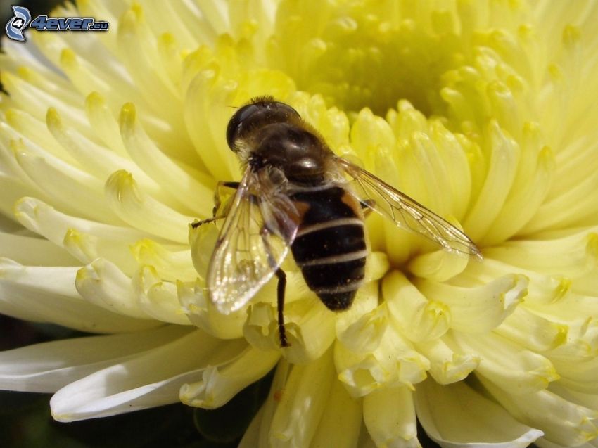 abeille sur une fleur, fleur jaune, macro