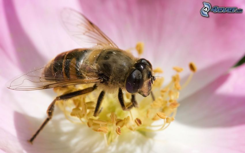 abeille sur une fleur, fleur rose, macro