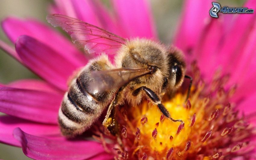 abeille sur une fleur, fleur rose