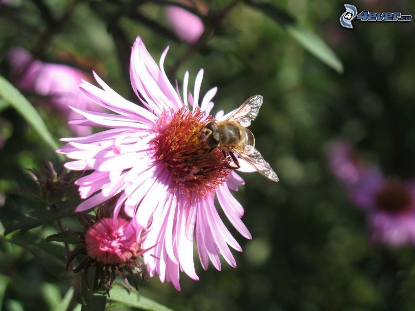 abeille sur une fleur, fleur rose