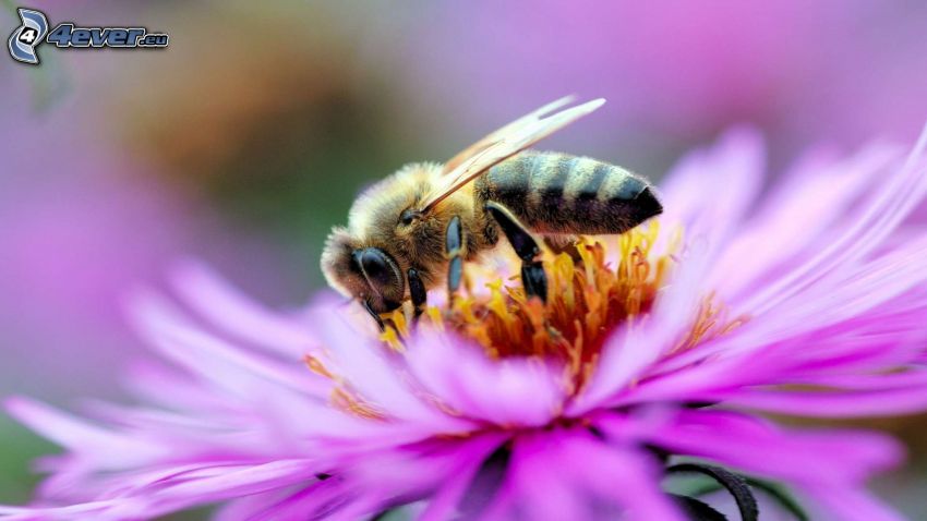 abeille sur une fleur, fleur violette, macro