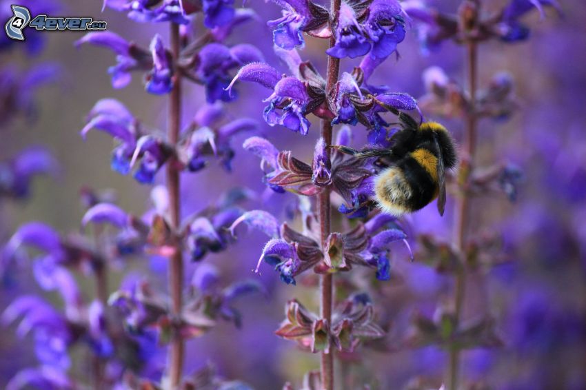 abeille sur une fleur, fleurs bleues