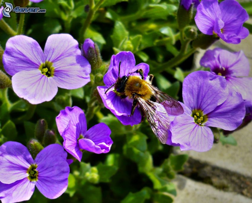 abeille sur une fleur, fleurs bleues
