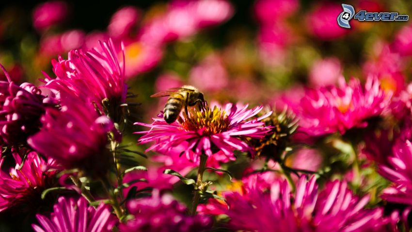abeille sur une fleur, fleurs roses