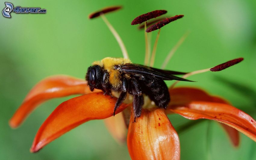abeille sur une fleur, lys, macro