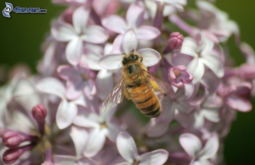 abeille sur une fleur, macro