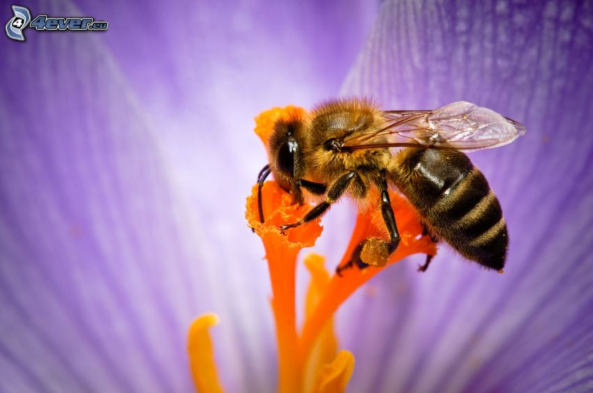 abeille sur une fleur, macro