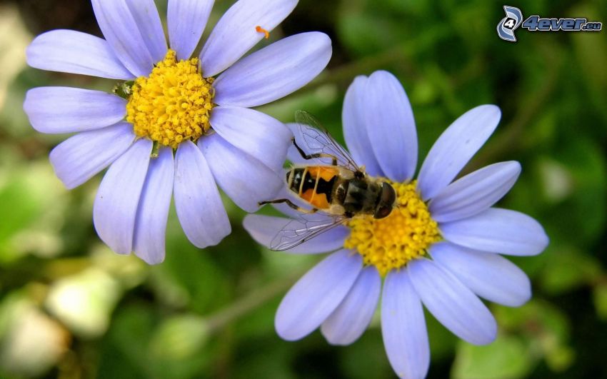 abeille sur une fleur, marguerites