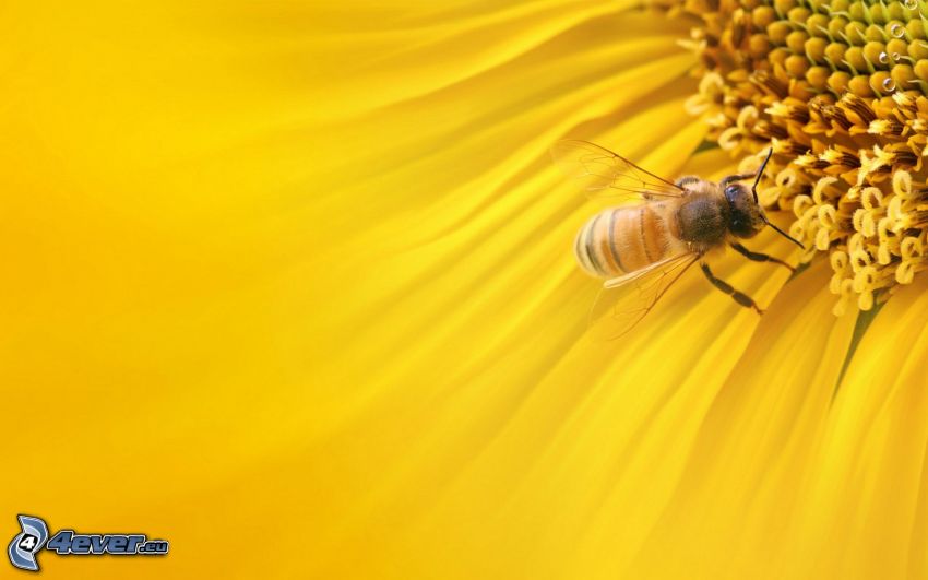 abeille sur une fleur, tournesol