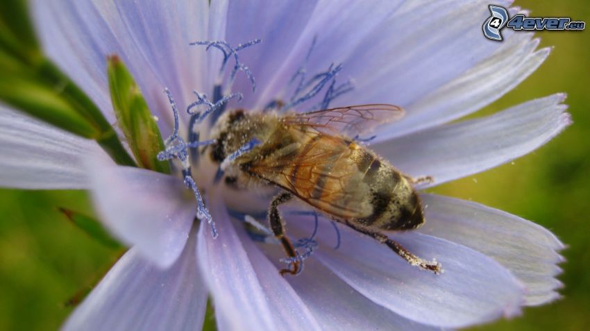 abeille sur une fleur