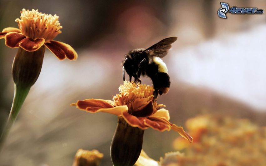 abeille sur une fleur