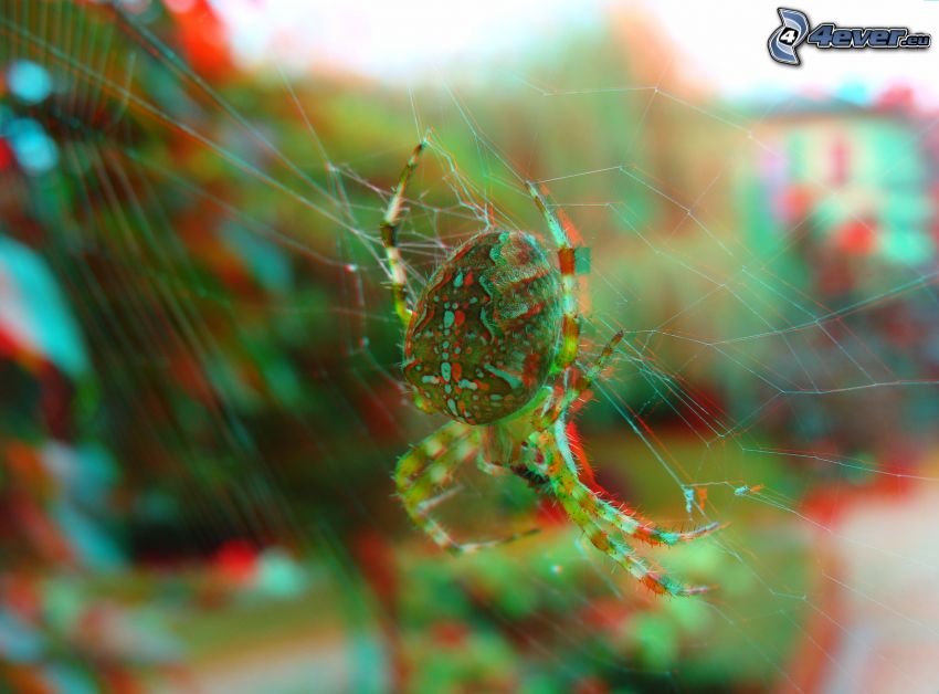 araignée, 3D