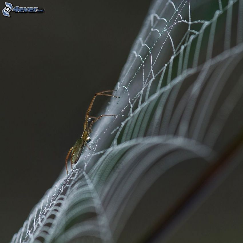 araignée, toile d'araignée, macro