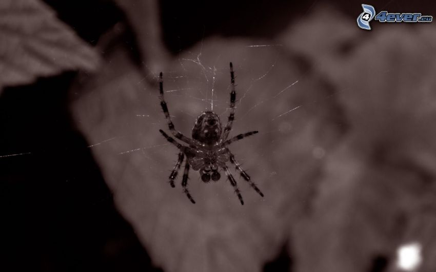 araignée, toile d'araignée