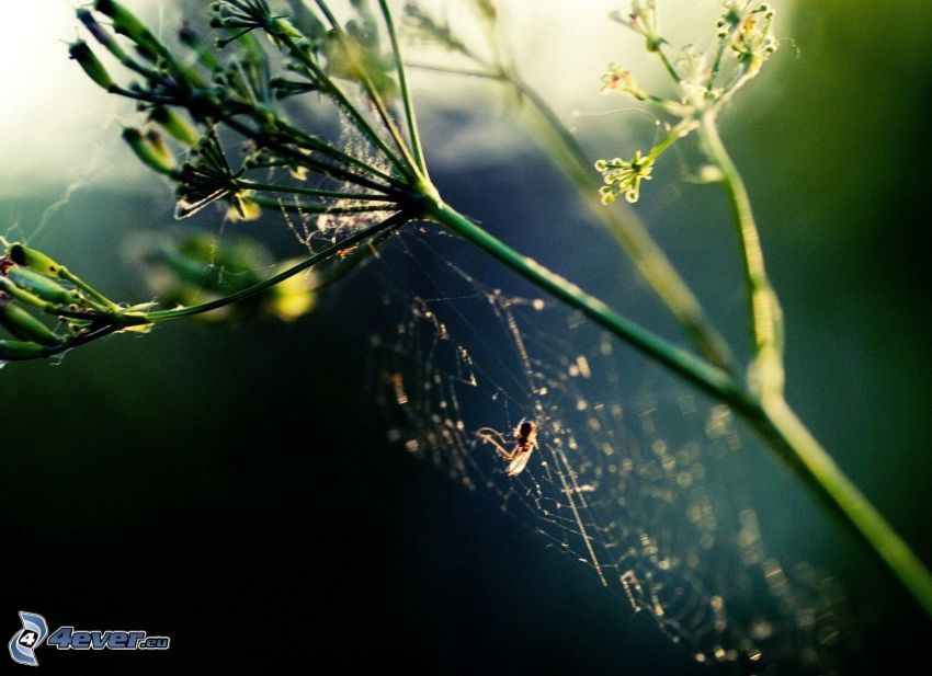 araignée sur l'eau, plante