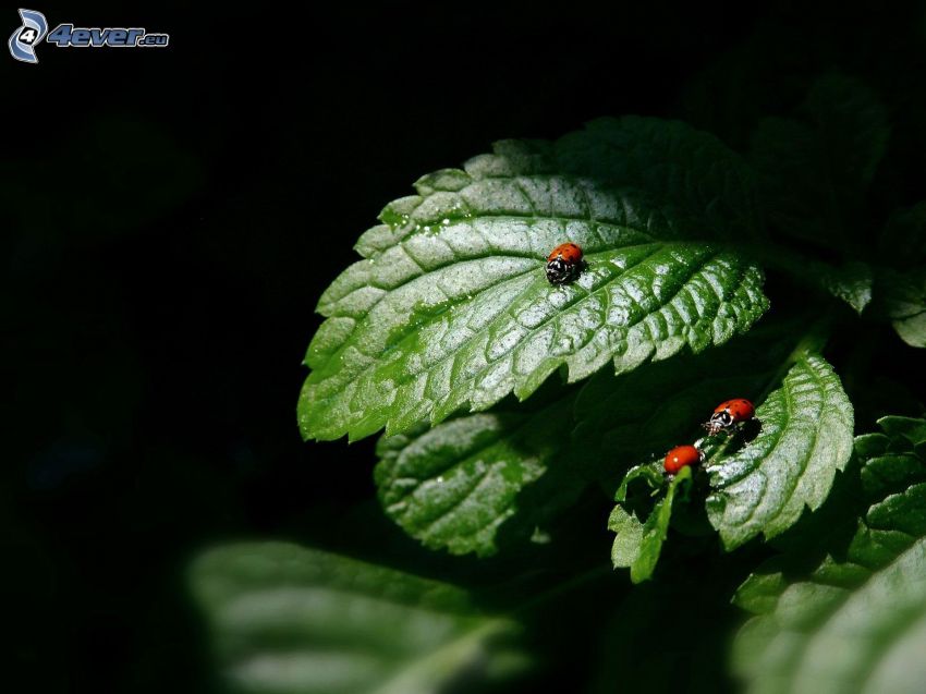 coccinelles, feuilles