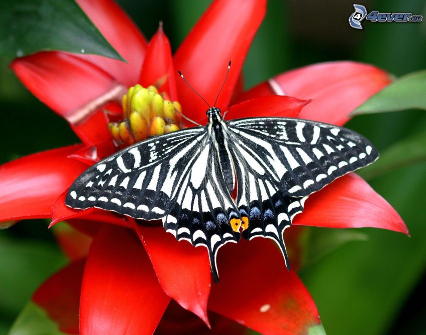 Machaon, papillon sur fleur, fleur rouge