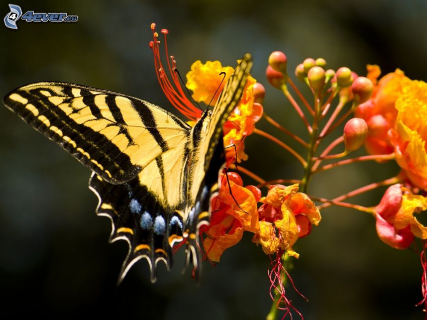 Machaon, papillon sur fleur, macro