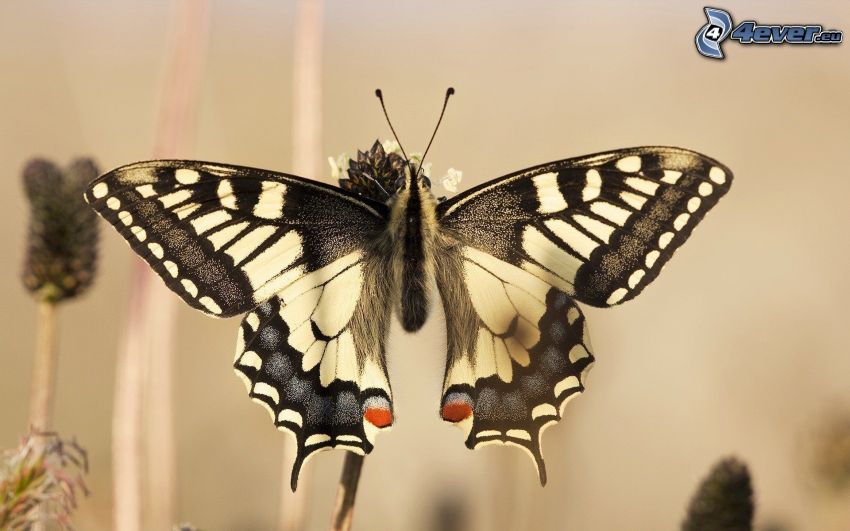 Machaon