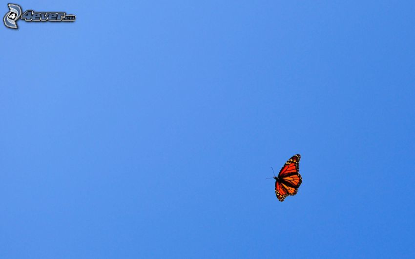 papillon, ciel bleu