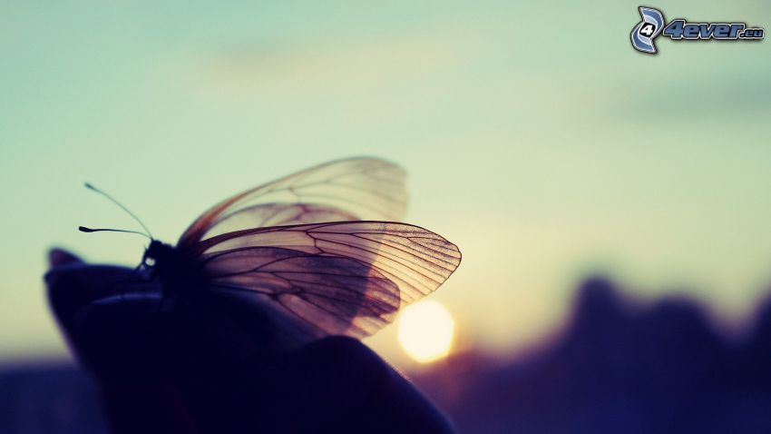 papillon, coucher du soleil