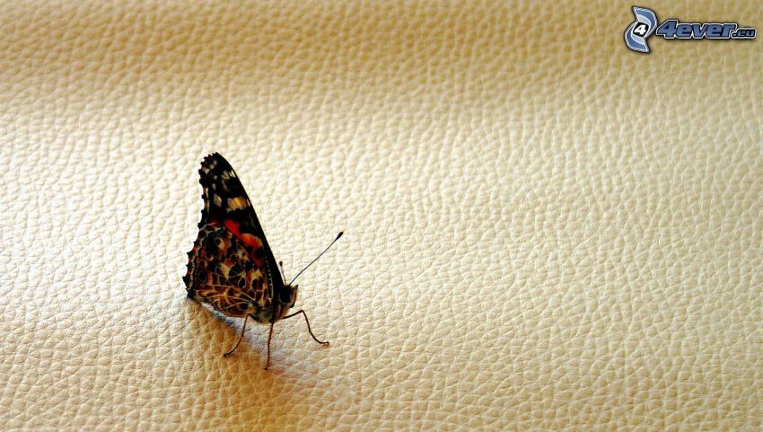 papillon, cuir