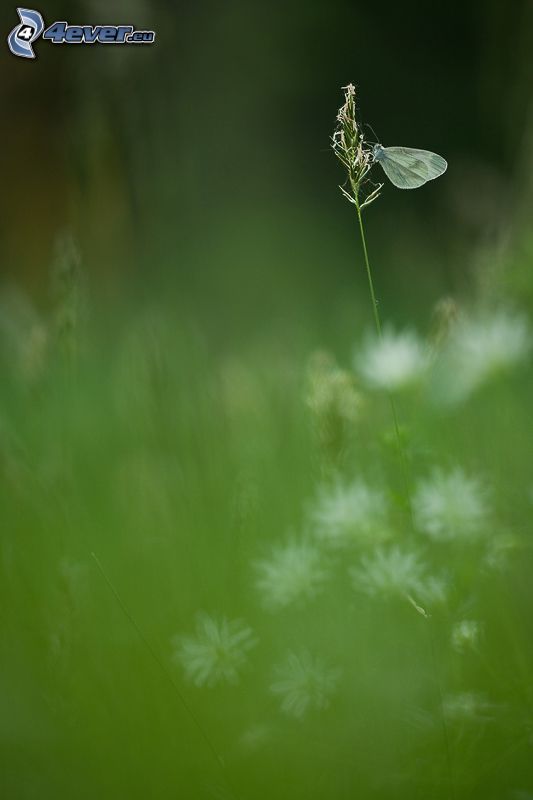 papillon, herbes