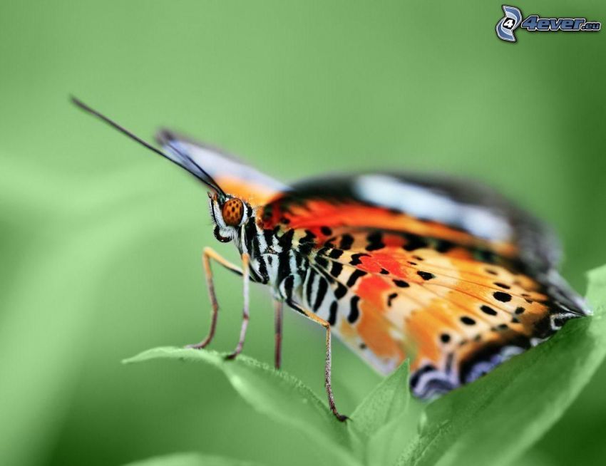 papillon, macro