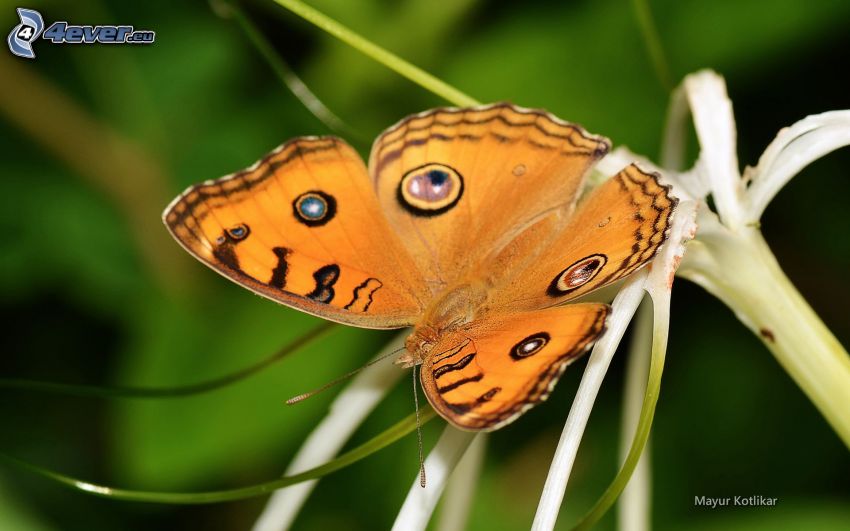 papillon, macro