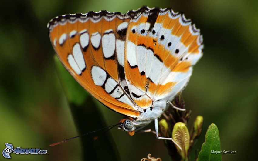papillon, macro