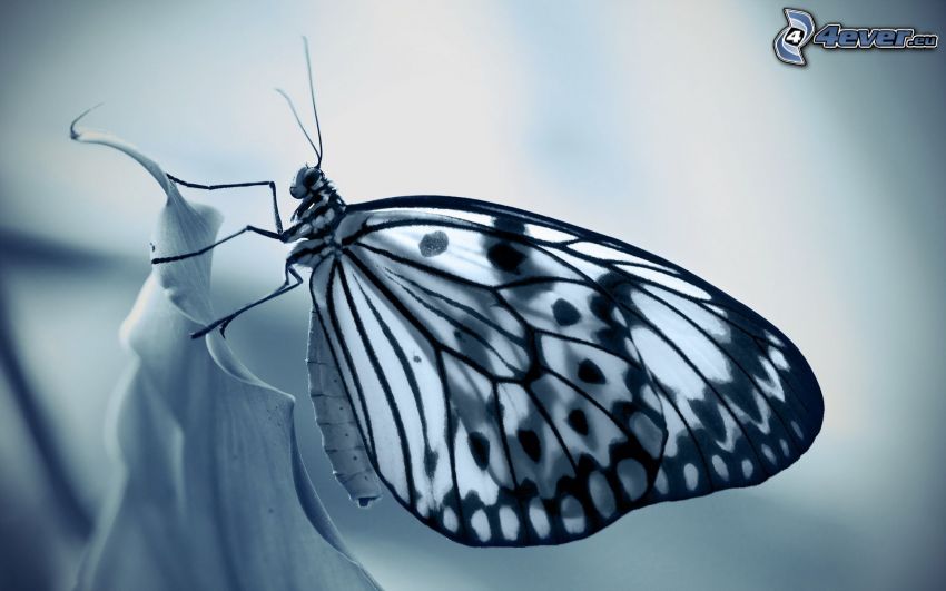 papillon, photo noir et blanc