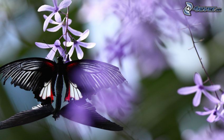 papillon, reflexion, fleurs