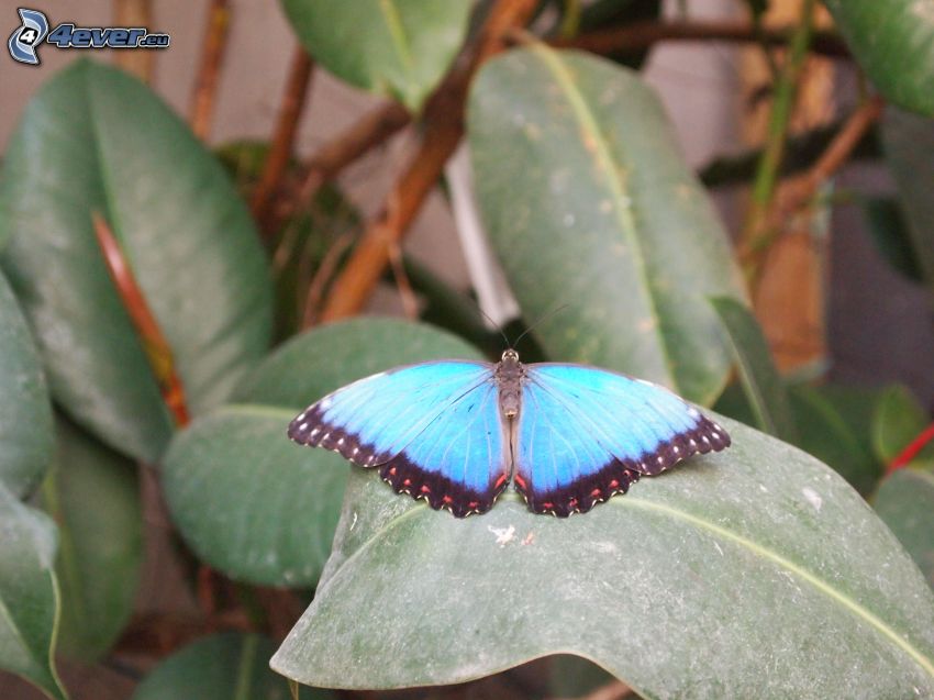 papillon bleu, feuille