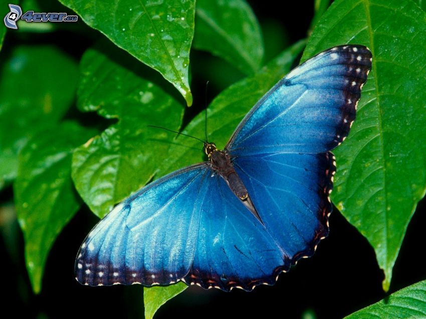 papillon bleu, feuilles vertes