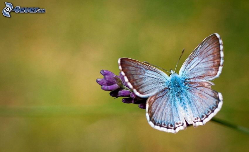 papillon bleu, fleur violette
