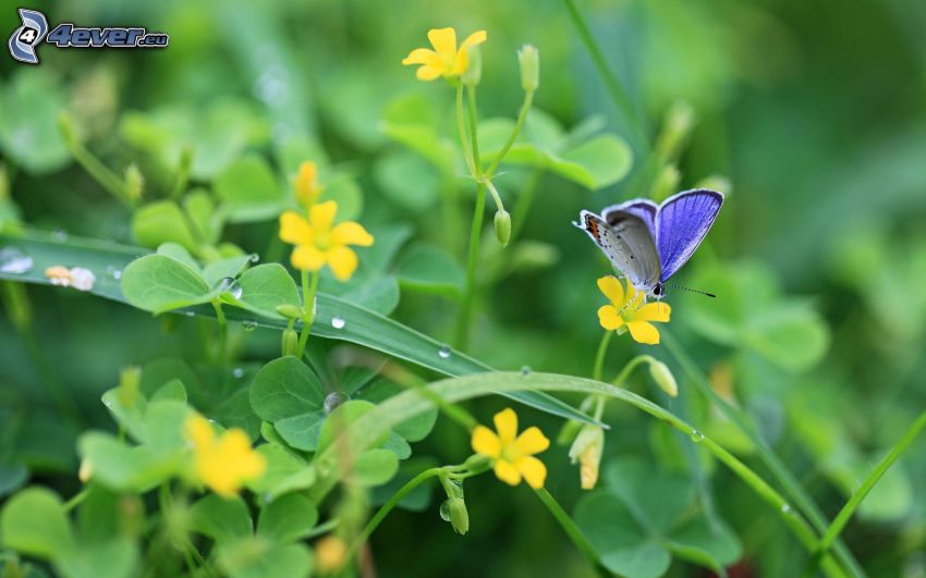 papillon bleu, fleurs jaunes