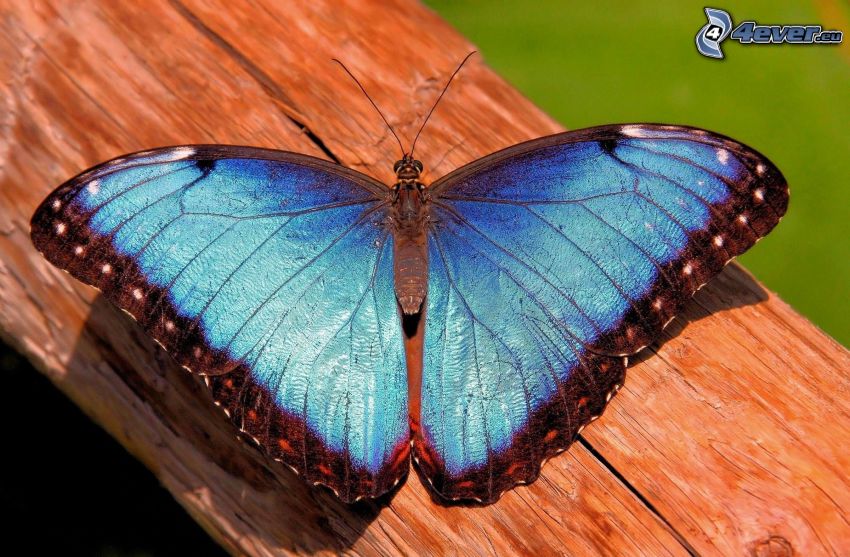 papillon bleu, macro