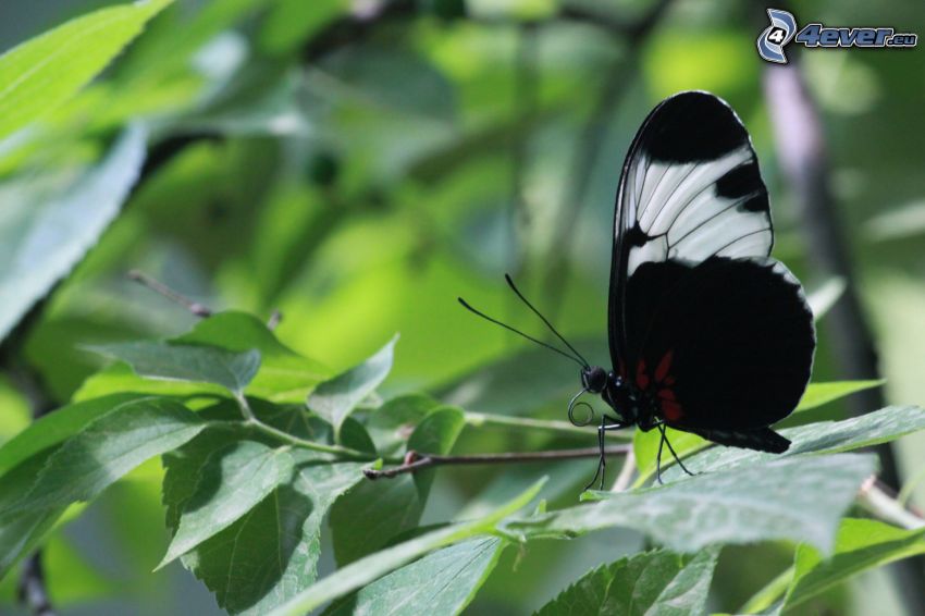 papillon noir, branche, macro