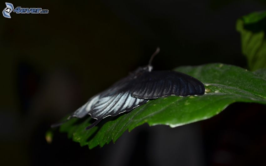 papillon noir, feuille